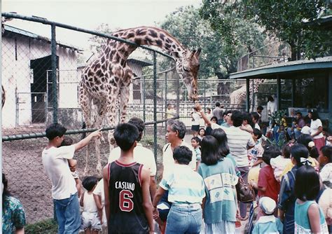 giraffe in manila zoo